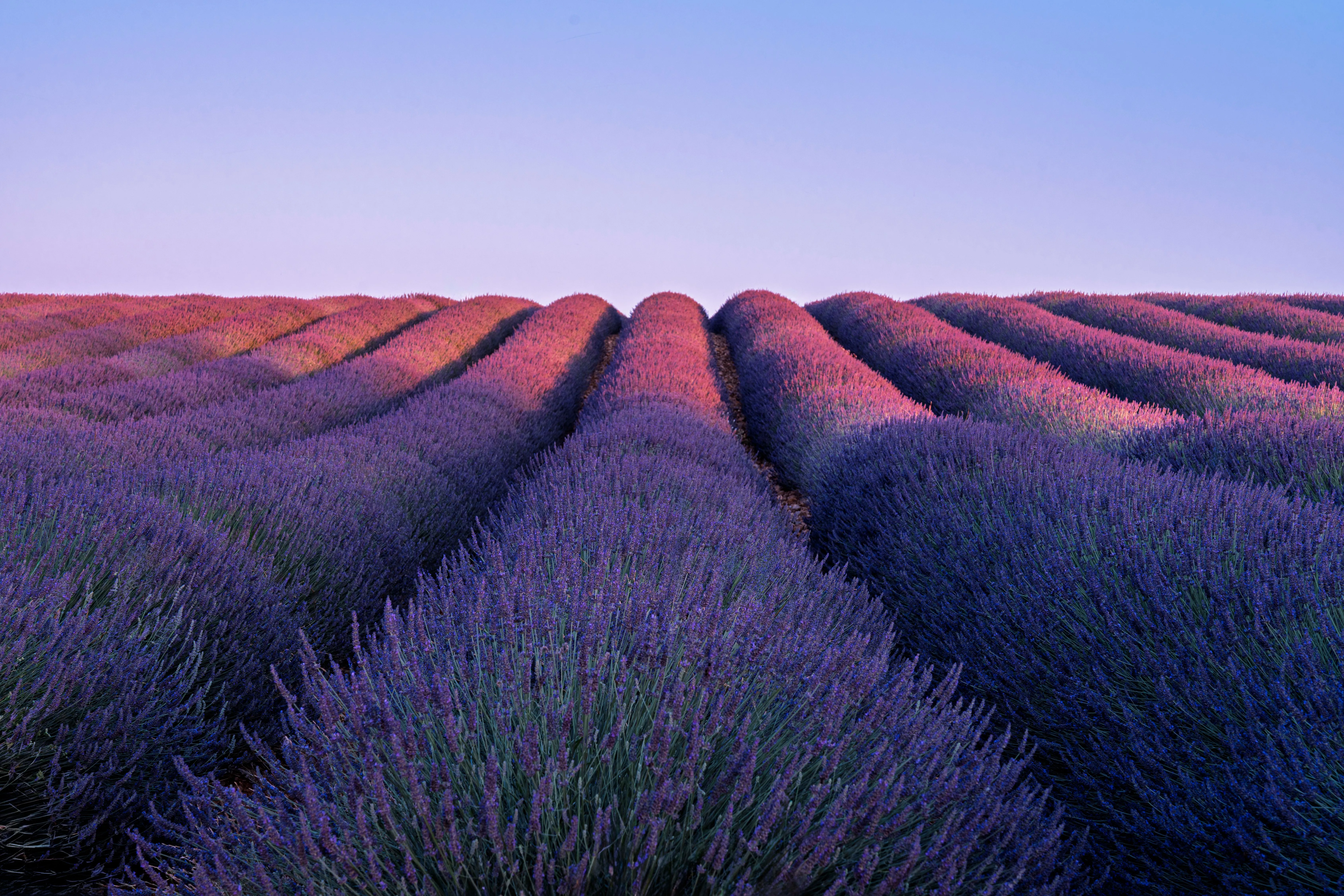 Champ de lavande en Provence